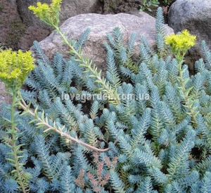 Очиток ( Sedum)  вечнозеленый